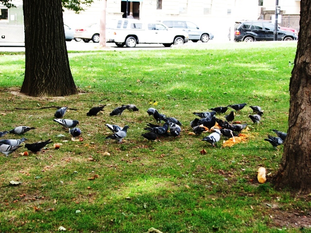 bồ câu ăn trong công viên