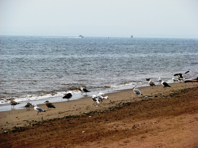 hải âu ở long island beach