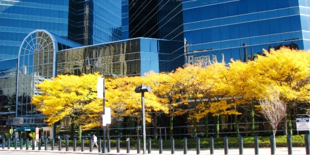 mùa thu trong thành phố