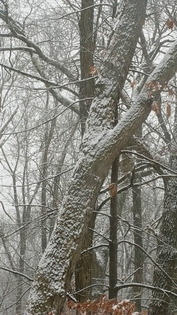 cây dính tuyết