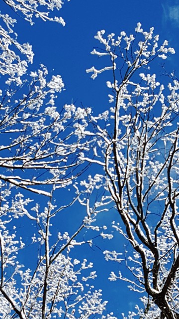 Tuyết trắng trên cành vọng trời xanh
