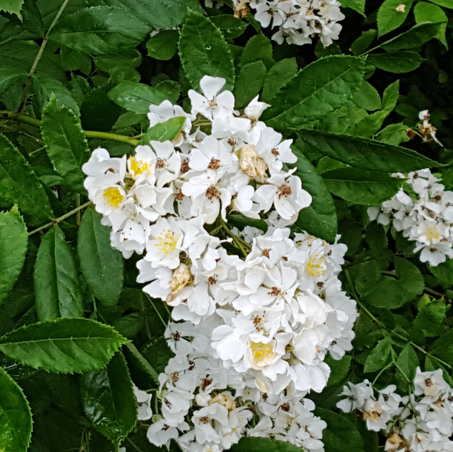 hoa trắng nhụy vàng