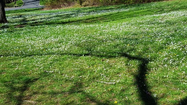 bãi cỏ trổ đầy hoa trắng
