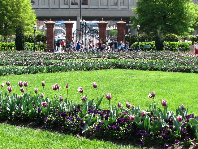 vườn hoa uất kim hương màu tím trước viện bảo tàng smithsonian