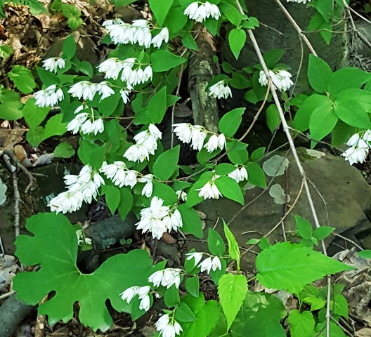 hoa dại màu trắng trong rừng