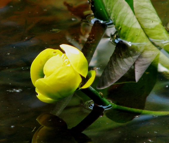 yellow pond lily
